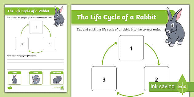 animal life cycles worksheet