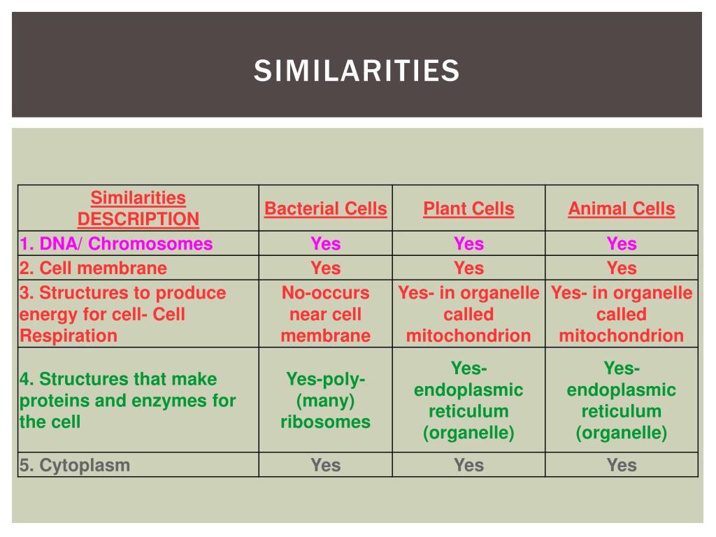 animal plant bacterial and cells compare