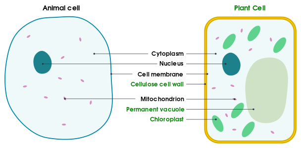 animal plant bacterial and cells compare