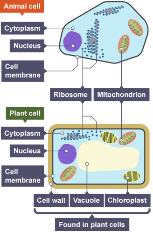 animal plant bacterial and cells compare