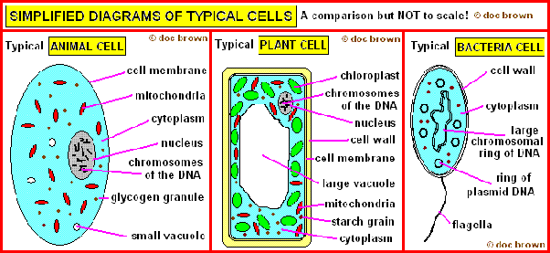 animal plant bacterial and cells compare
