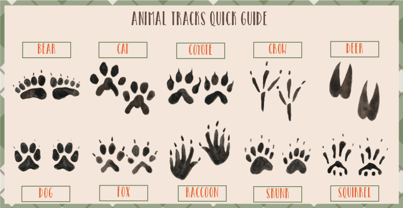 Free Printable Animal Tracks Flashcards - Animal Footprints Printable - Worksheets Library free-printable-animal-tracks-flashcards-animal-footprints-printable-worksheets-library