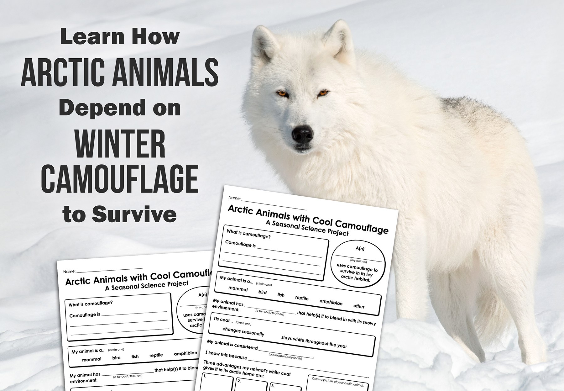 animals camouflage worksheet