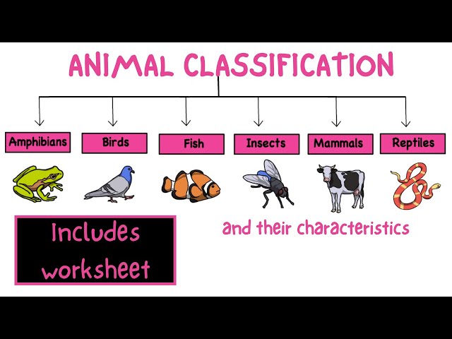Animal classification. Science for kids - My pals are here! - YouTube ...