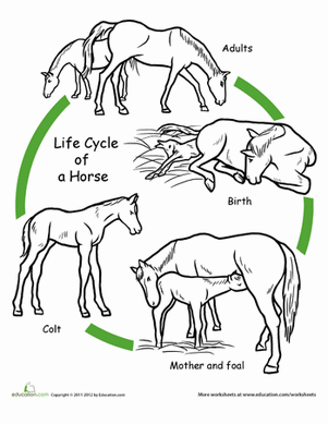 animals life cycle worksheet
