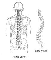 Animals With Backbones | edHelper