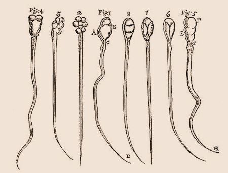 Anton Van Leeuwenhoek | Cell Theory, Discoveries &  Contributions ...