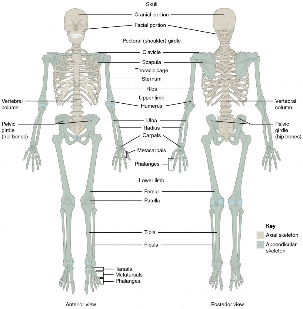 appendicular skeleton labeling worksheet