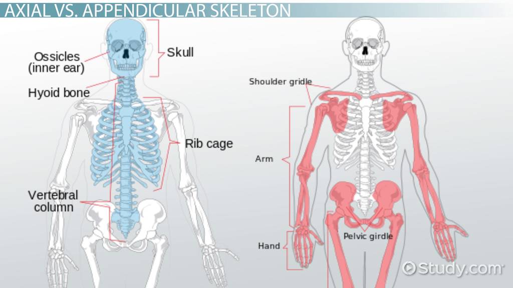 appendicular skeleton labeling worksheet