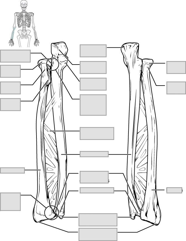 Chapter 8 The Appendicular Skeleton - Anatomy and Physiology ...
