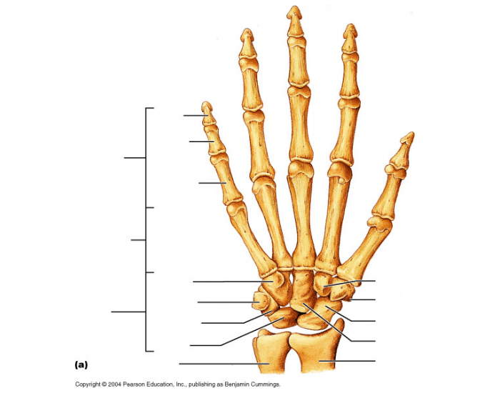 Appendicular Skeleton- Hand Quiz