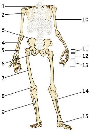 Free Anatomy Quiz - The Appendicular Skeleton - Quiz 1