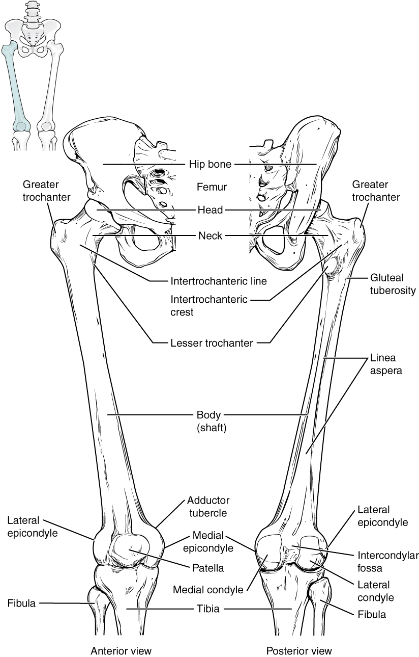 Chapter 8 The Appendicular Skeleton - Anatomy and Physiology ...