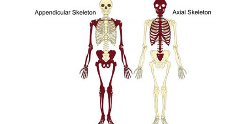appendicular skeleton worksheet
