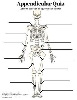 Appendicular Skeleton Labeling Quiz and KEY