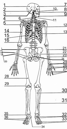 50 Appendicular Skeleton Worksheet Answers