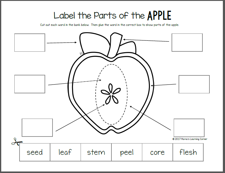 LO I know the life cycle of an apple tree