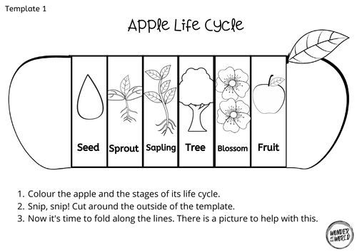 Apple Life Cycle Printable