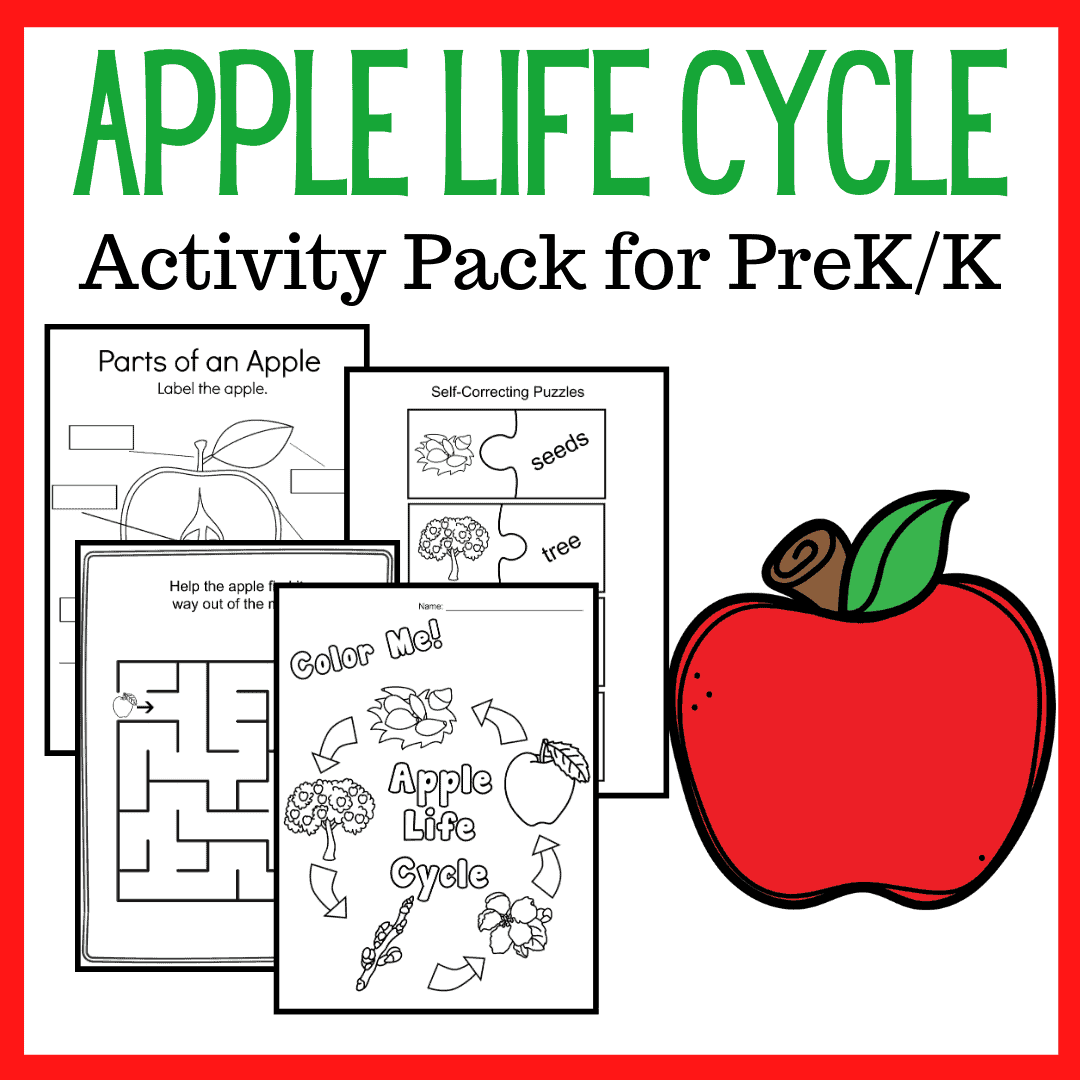 apple life cycle worksheet