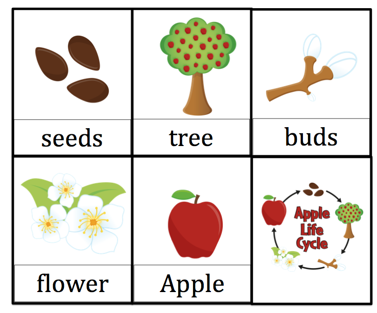 free-apple-life-cycle-printable-worksheets-worksheets-library for Free Printable Apple Life Cycle Worksheet FREE Apple Life Cycle Printable Worksheets - Worksheets Library for Free Printable Apple Life Cycle Worksheet
