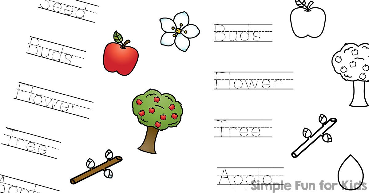 Apple Life Cycle Printables - Proverbial Homemaker