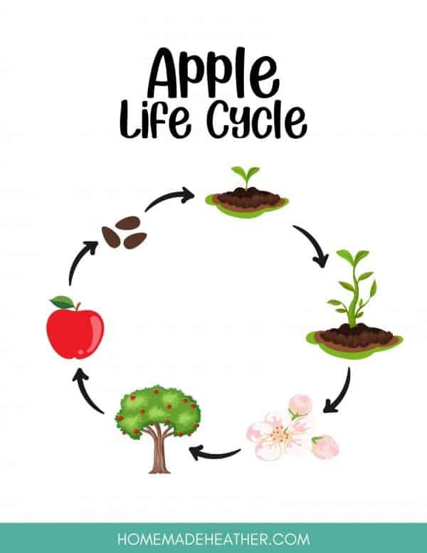 apple-life-cycle-free-worksheet-skoolgo-worksheets-library for Apple Life Cycle Printable Pdf Free Download Apple Life Cycle - Free Worksheet - SKOOLGO - Worksheets Library for Apple Life Cycle Printable Pdf Free Download