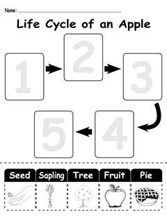 ? FREE Apple Life Cycle Printable Worksheets