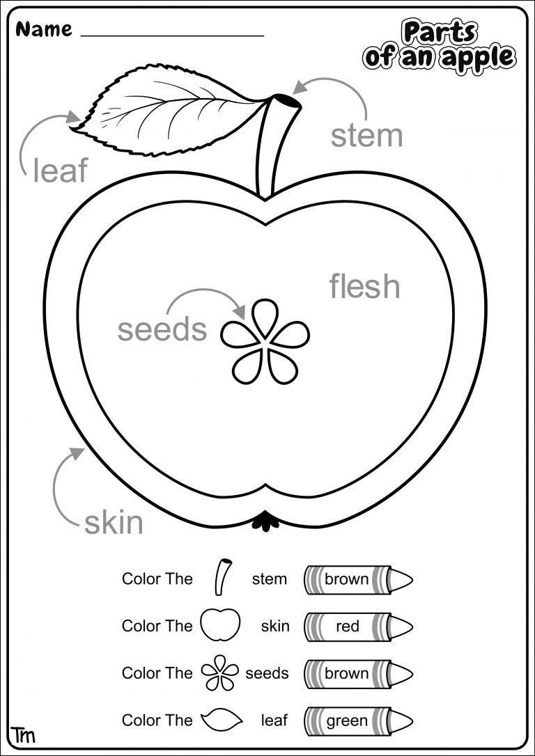 apples-where-they-come-from-preschool-theme-worksheets-worksheets-library for Free Printable Apple Activities For Preschoolers Apples & Where They Come From! Preschool Theme Worksheets - Worksheets Library for Free Printable Apple Activities For Preschoolers