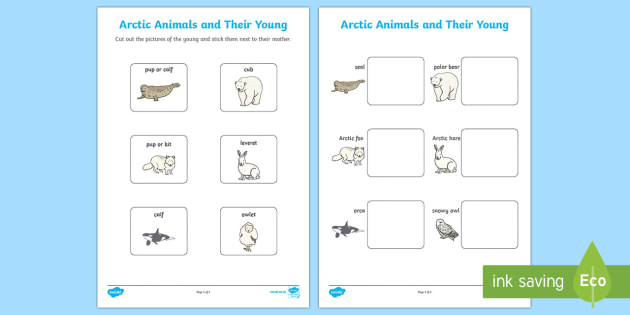 Arctic Animals and Their Young Matching Worksheet / Worksheet