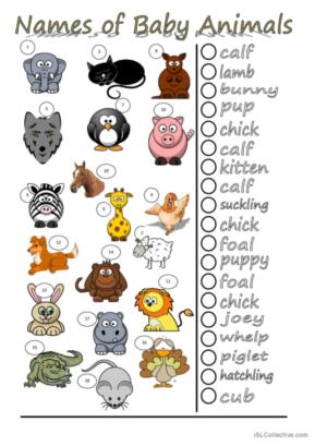 15 Baby animals English ESL worksheets pdf &  doc
