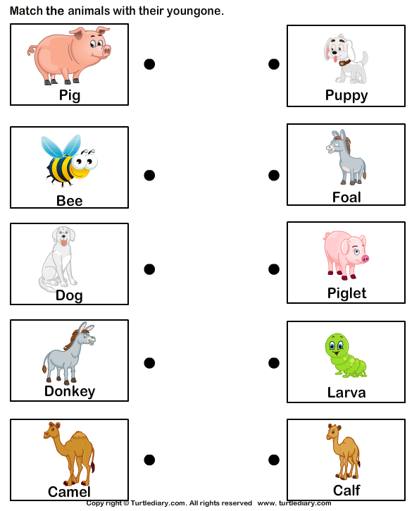 baby animal names worksheet