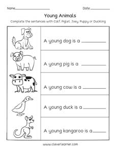 Animals and the names of their young ones worksheets for preschools