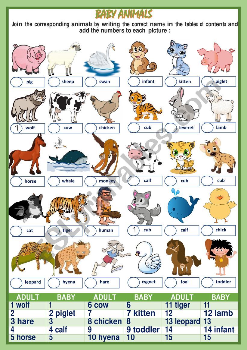 baby animals names worksheet
