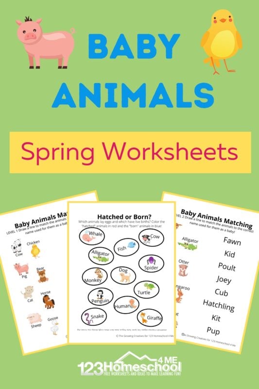 baby animals worksheet