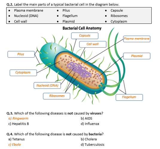 Bacteria and Viruses - Worksheet | Distance Learning | Teaching ...