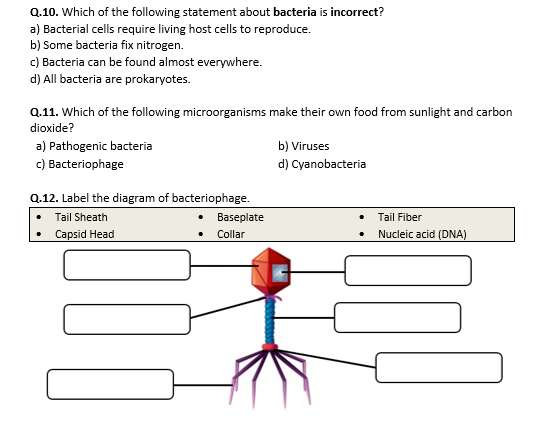 Bacteria and Viruses - Worksheet | Distance Learning | Teaching ...