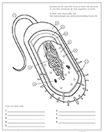 Bacterial Cell Coloring Page | Ask A Biologist