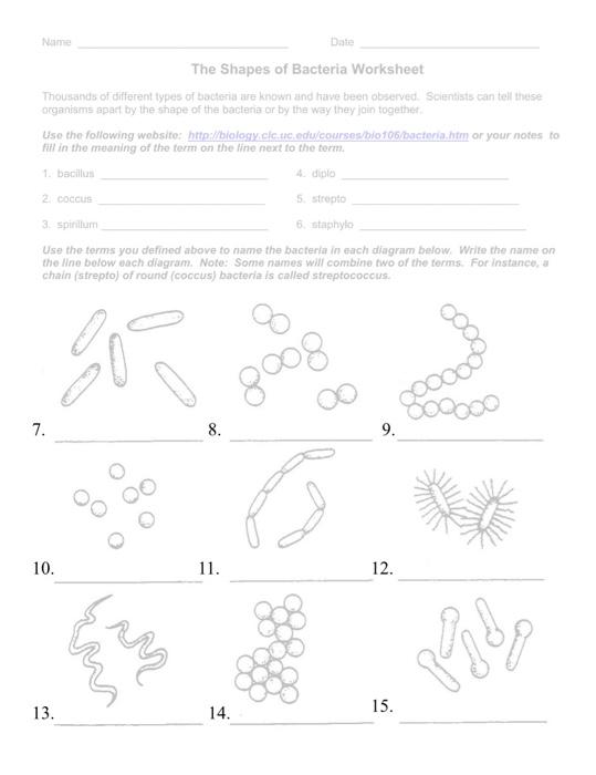 Solved Name Date The Shapes of Bacteria Worksheet Thousands ...