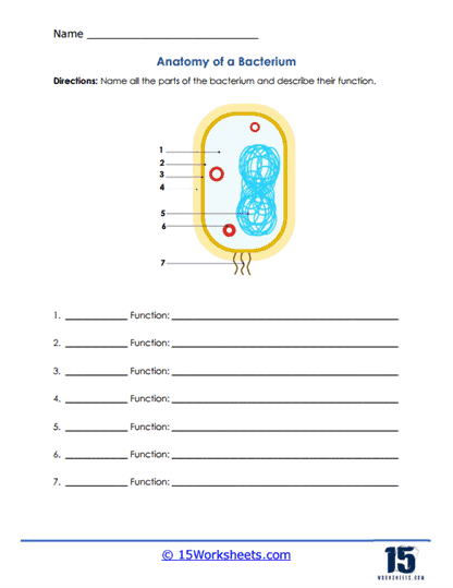 Bacteria and Viruses Worksheets - 15 Worksheets Library