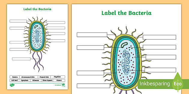 bacteria worksheet answers