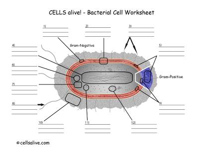 bacteria worksheet high school biology