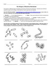 bacteria worksheet high school biology