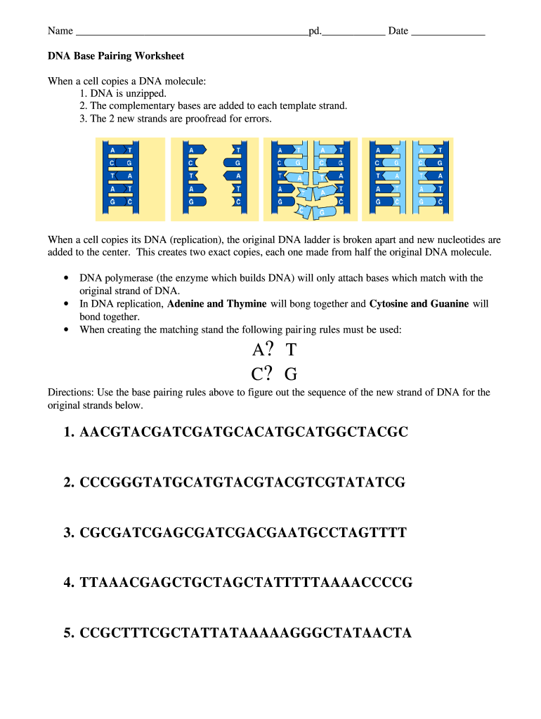 Dna base pairing worksheet: Fill out &  sign online | DocHub