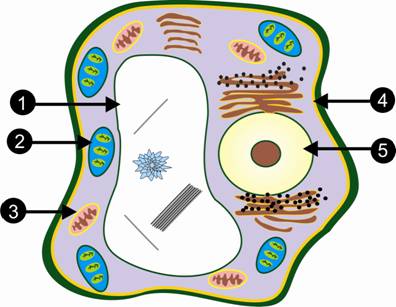 basic biology worksheet