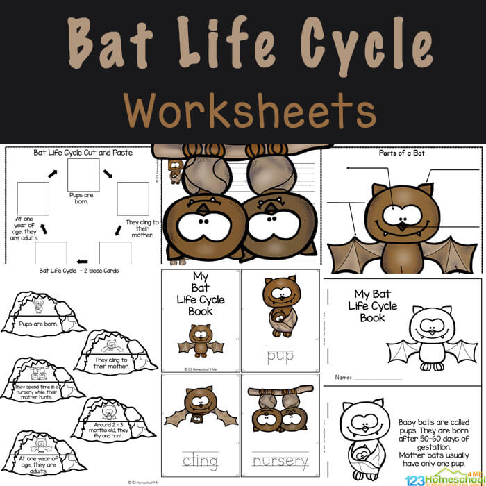 ? FREE Bat Life Cycle Worksheets for Kids