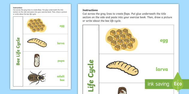 bee life cycle worksheet