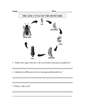 The Honeybee Life Cycle Worksheet for 3rd Grade | Lesson Planet