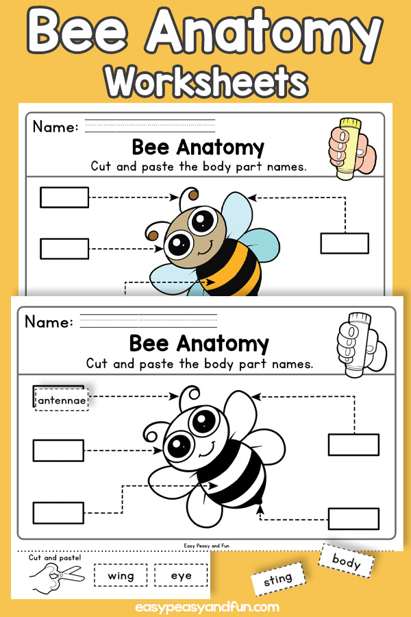 Basic Bee Anatomy Printable Worksheets - Easy Peasy and Fun Membership