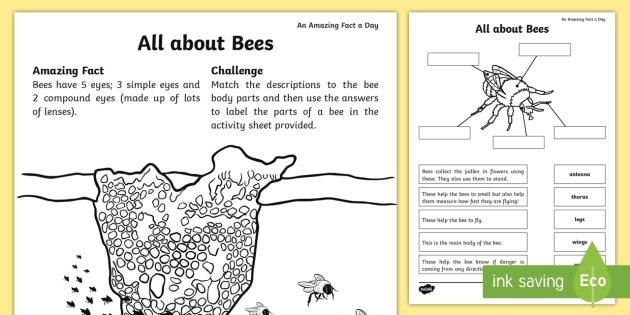 KS1 All About Bees Worksheets - Teaching Resources - Twinkl