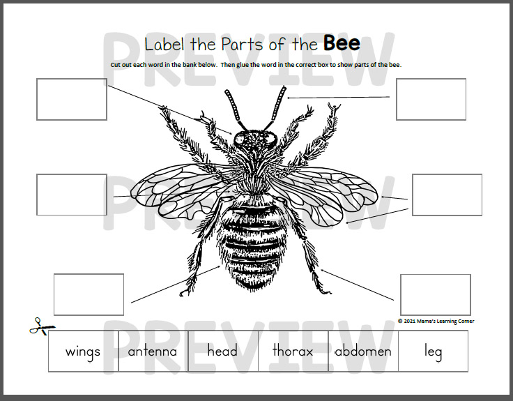 Bee Life Cycle Worksheets - Mamas Learning Corner